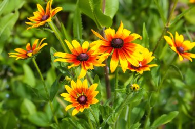 Rudbeckia Hiro yaz bahçesinde sarı çiçekler. Çiçek mevsiminde siyah gözlü Susan bitkileri.