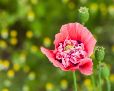 Yaz tarlasında güzel Terry Haşhaş çiçeği. Papaver somniferum bitkisi.