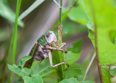 Çayırdaki çekirge bitkileri kapatıyor..