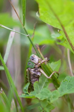 Çayırdaki çekirge bitkileri kapatıyor..