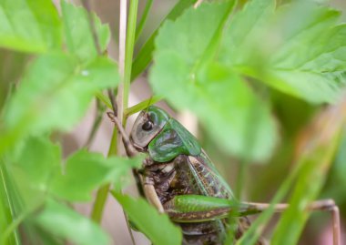 Çayırdaki çekirge bitkileri kapatıyor..