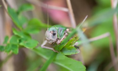 Çayırdaki çekirge bitkileri kapatıyor..