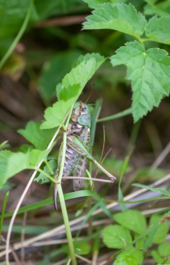 Çayırdaki çekirge bitkileri kapatıyor..