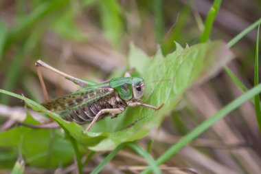 Çayırdaki çekirge bitkileri kapatıyor..