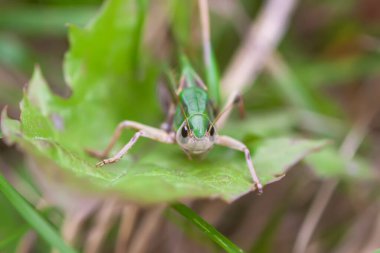 Çayırdaki çekirge bitkileri kapatıyor..