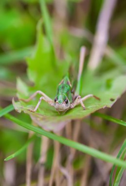 Çayırdaki çekirge bitkileri kapatıyor..