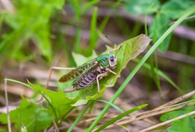 Çayırdaki çekirge bitkileri kapatıyor..