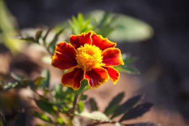 Kadife çiçekleri. Tagetes erecta, Meksika, Aztek veya Afrika kadife çiçekleri bahçeye.