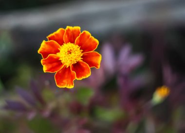 Kadife çiçekleri. Tagetes erecta, Meksika, Aztek veya Afrika kadife çiçekleri bahçeye.