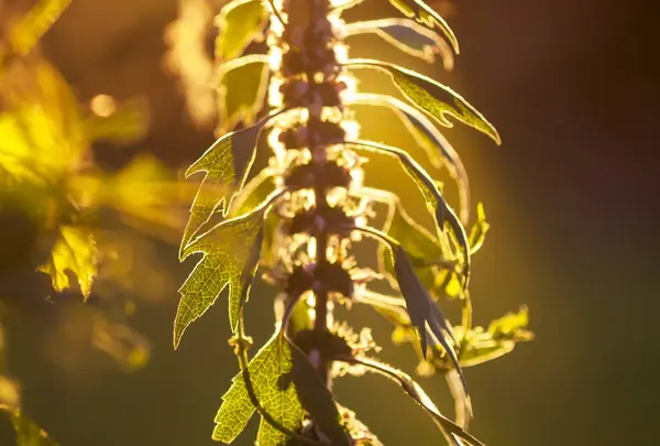 Motherwort medical plant in sunset light.