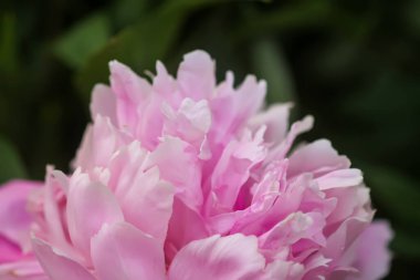 Yaz bahçesinde güzel kokulu çiçekler. Çiçek açmış pembe şakayıklar..