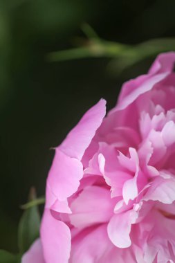 Yaz bahçesinde güzel kokulu çiçekler. Çiçek açmış pembe şakayıklar..