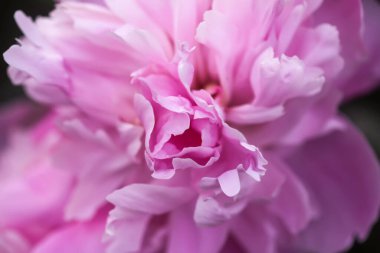 Yaz bahçesinde güzel kokulu çiçekler. Çiçek açmış pembe şakayıklar..