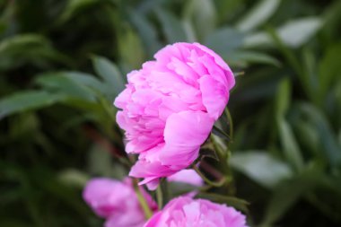 Yaz bahçesinde güzel kokulu çiçekler. Çiçek açmış pembe şakayıklar..