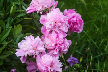 Yaz bahçesinde güzel kokulu çiçekler. Çiçek açmış pembe şakayıklar..