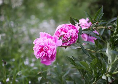 Yaz bahçesinde güzel kokulu çiçekler. Çiçek açmış pembe şakayıklar..