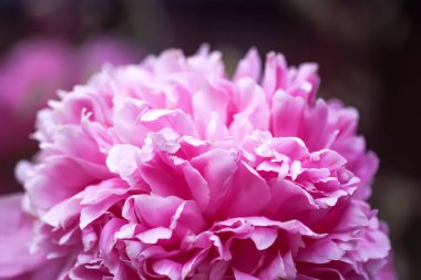 Yaz bahçesinde güzel kokulu çiçekler. Çiçek açmış pembe şakayıklar..