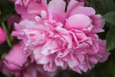 Yaz bahçesinde güzel kokulu çiçekler. Çiçek açmış pembe şakayıklar..