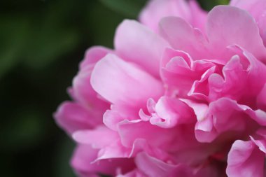 Yaz bahçesinde güzel kokulu çiçekler. Çiçek açmış pembe şakayıklar..
