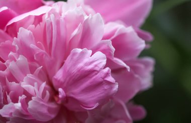 Yaz bahçesinde güzel kokulu çiçekler. Çiçek açmış pembe şakayıklar..