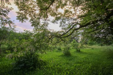 Robinia psödoacia, çiçek açmış sahte akasya ağaçları..