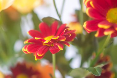 Kasımpatı çiçekleri. Çiçek süsleme. Güzel bahçe bitkileri.