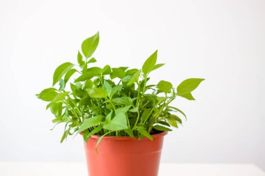 El yapımı seramik kapta yeşil bitki.