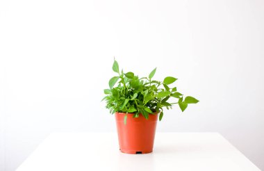 El yapımı seramik kapta yeşil bitki.