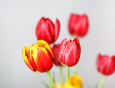 Laleler bahar buketi, Uluslararası Kadınlar Günü, 8 Mart, tatil ya da doğum günü dekorasyonu.