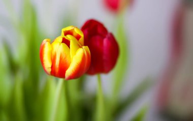 Laleler bahar buketi, Uluslararası Kadınlar Günü, 8 Mart, tatil ya da doğum günü dekorasyonu.