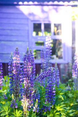 Bahçedeki Lupinus mor çiçekleri. Yaz kırsal çiçek arka planı.