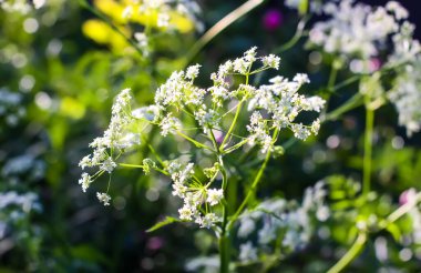 Yeşil çimenler ve kır çiçekleri..