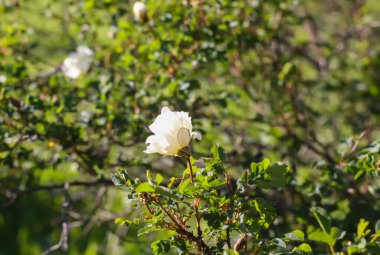 Beyaz güller, yaz bahçesinde açan dogru..