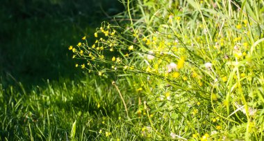Yeşil çimenler ve kır çiçekleri..