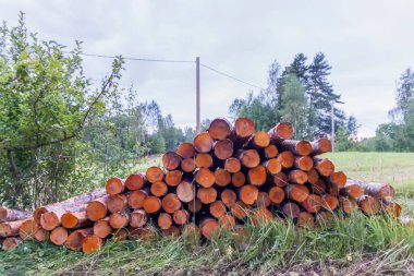 Ormanda yakacak odun yığını. Kış mevsimi için yakacak odun hazırlığı.