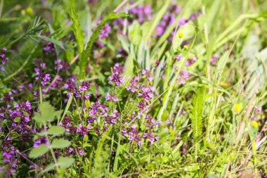 Thymus Serpilllum, Breckland kekik, sürünen kekik, ya da çiçek mevsiminde elf kekik bitkileri. Homeopati ve aşçılıkta kullanılan doğal bitkisel malzemeler..