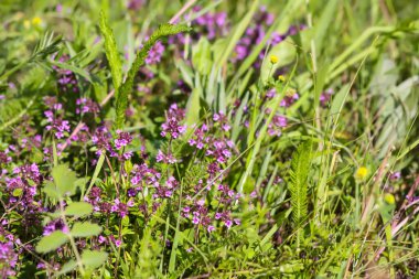 Thymus Serpilllum, Breckland kekik, sürünen kekik, ya da çiçek mevsiminde elf kekik bitkileri. Homeopati ve aşçılıkta kullanılan doğal bitkisel malzemeler..