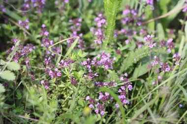 Thymus Serpilllum, Breckland kekik, sürünen kekik, ya da çiçek mevsiminde elf kekik bitkileri. Homeopati ve aşçılıkta kullanılan doğal bitkisel malzemeler..