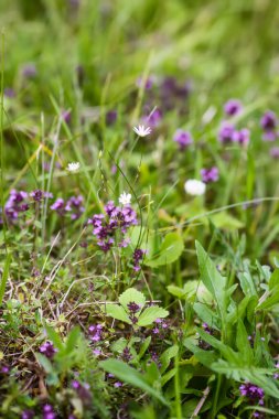 Thymus Serpilllum, Breckland kekik, sürünen kekik, ya da çiçek mevsiminde elf kekik bitkileri. Homeopati ve aşçılıkta kullanılan doğal bitkisel malzemeler..