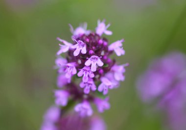 Thymus Serpilllum, Breckland kekik, sürünen kekik, ya da çiçek mevsiminde elf kekik bitkileri. Homeopati ve aşçılıkta kullanılan doğal bitkisel malzemeler..