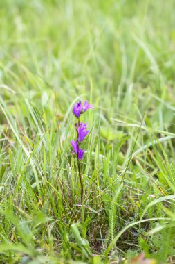 Thymus Serpilllum, Breckland kekik, sürünen kekik, ya da çiçek mevsiminde elf kekik bitkileri. Homeopati ve aşçılıkta kullanılan doğal bitkisel malzemeler..