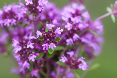Thymus Serpilllum, Breckland kekik, sürünen kekik, ya da çiçek mevsiminde elf kekik bitkileri. Homeopati ve aşçılıkta kullanılan doğal bitkisel malzemeler..