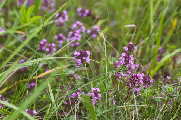 Thymus Serpilllum, Breckland kekik, sürünen kekik, ya da çiçek mevsiminde elf kekik bitkileri. Homeopati ve aşçılıkta kullanılan doğal bitkisel malzemeler..