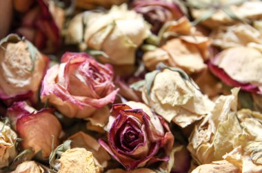 Kurumuş çiçekler yakın..