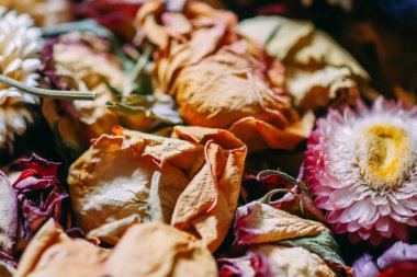 Kurumuş çiçekler yakın..