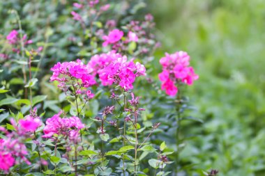 Çiçek açan çiçek çiçekleri. Dekoratif bitkiler.