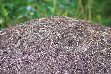 Vahşi bir ormanda karınca kolonisi olan bir karınca yuvası..