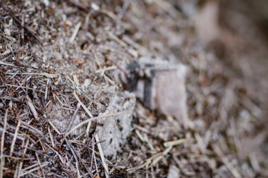 Vahşi bir ormanda karınca kolonisi olan bir karınca yuvası..