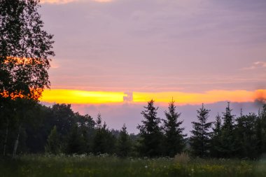 Kırsal alanda kır çiçekleri. Kırsal kesimde yaz doğası ayrıntıları. Vahşi bitkiler ve çiçekler.