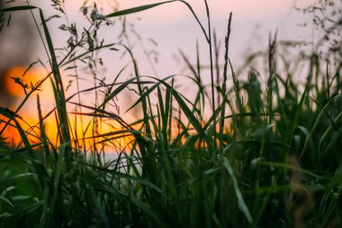 Kırsal alanda kır çiçekleri. Kırsal kesimde yaz doğası ayrıntıları. Vahşi bitkiler ve çiçekler.